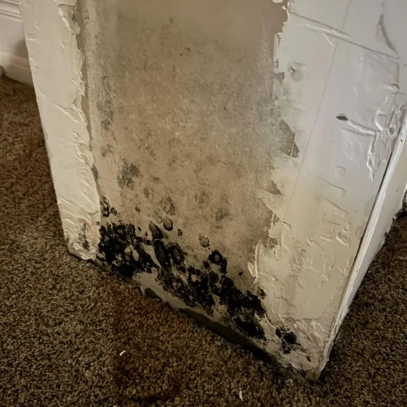 Professional Mold Removal in Beach City, OH